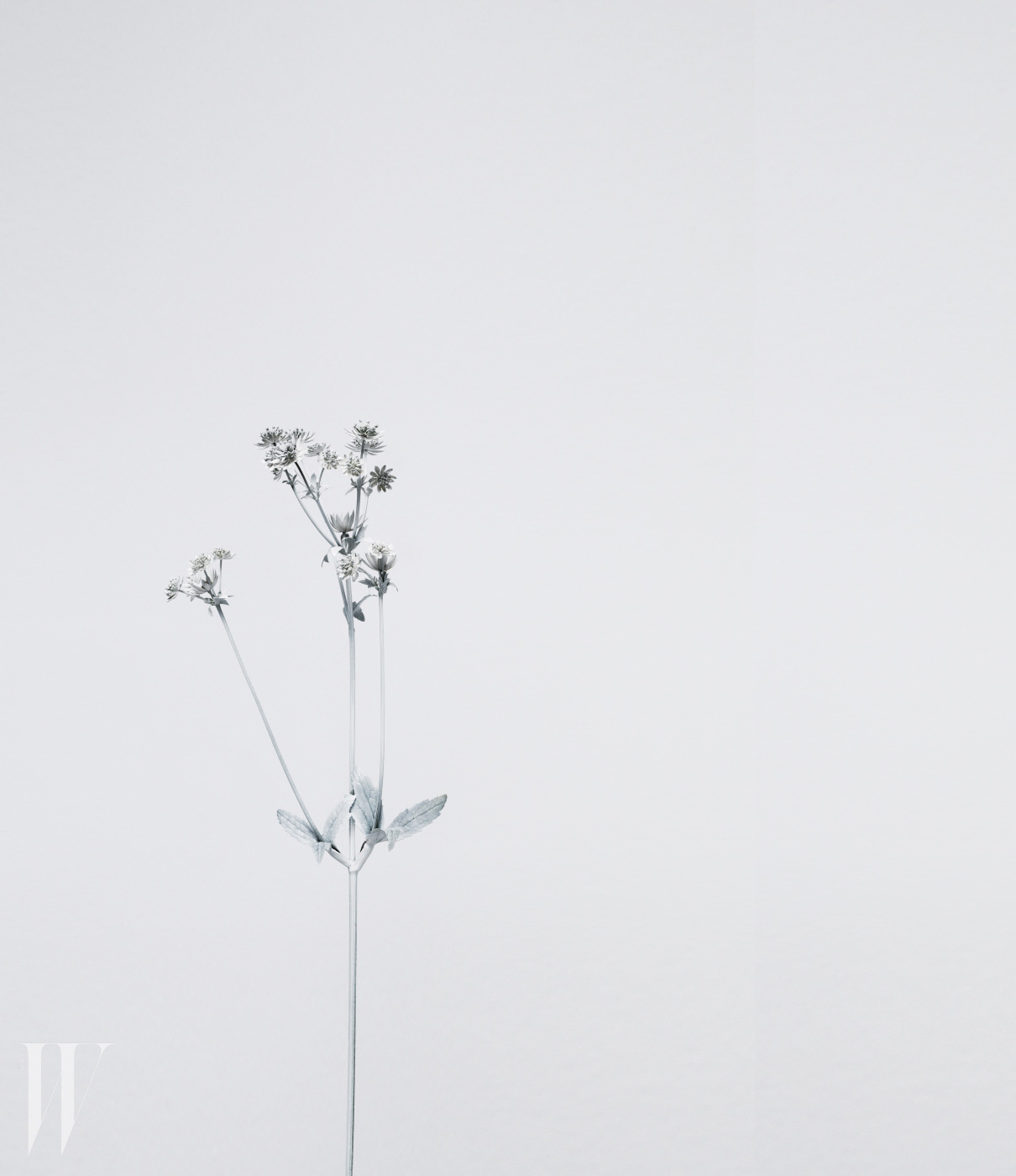 A plant, painted white, photographed against a white background