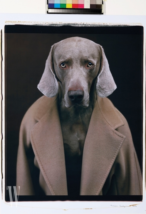  아이코닉 101801 코트를 걸친 강아지. 윌리암 웨그만의 작품