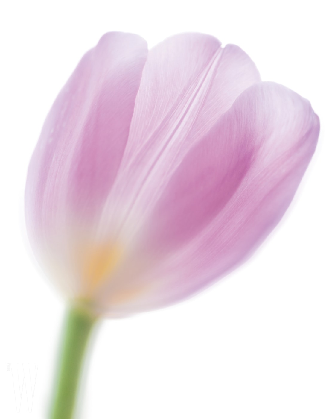 Pink Tulip Closeup